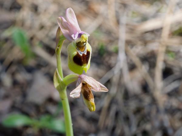 <h3><a href="/trips/kreta/biota/plantae/tracheophyta/liliopsida/asparagales/orchidaceae/ophrys tenthredinifera/ophrys tenthredinifera-nl.html">Ophrys&nbsp;tenthredinifera</a> / Sawfly&nbsp;orchid / Wolzwever&nbsp;ophrys</h3>OM-1 Mark II met OLYMPUS M.150-400mm F4.5, 1/1000 sec  bij F8.0, ISO 2000, afstand 2.63&nbsp;m